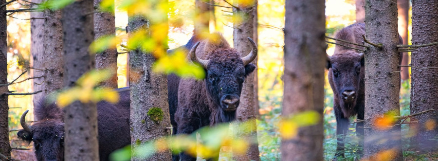 Ținutul Zimbrului, Neamț